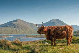 Une vache écossaise